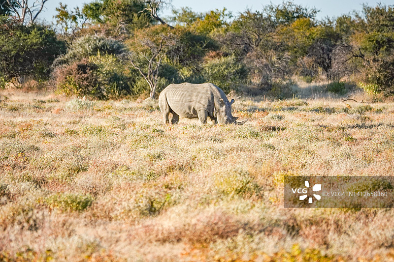 纳米比亚库内内地区埃托沙国家公园的白犀牛图片素材