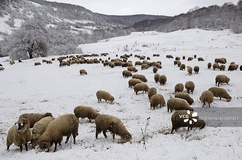冬季罗马尼亚的羊群图片素材