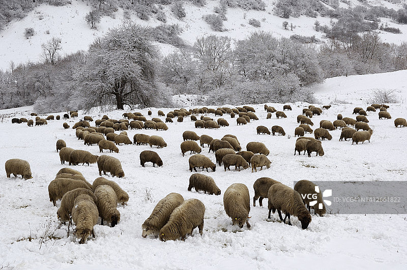 冬季罗马尼亚的羊群图片素材