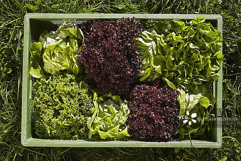 新鲜采摘的生菜图片素材