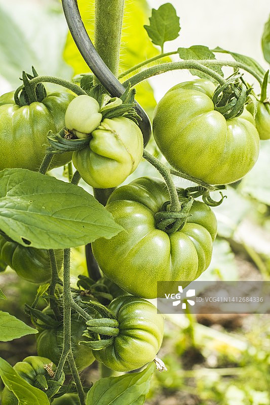 植物上的番茄图片素材