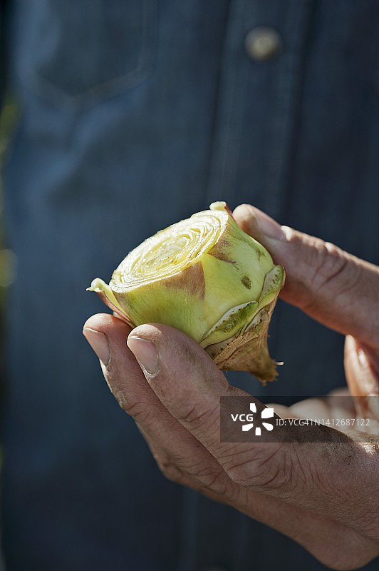 预备中的朝鲜蓟图片素材