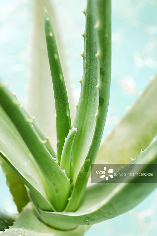 芦荟图片素材