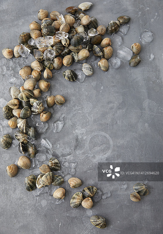 碎冰上的蛤蜊图片素材