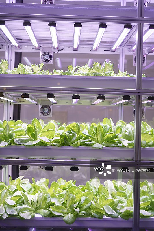 室内植物栽培图片素材