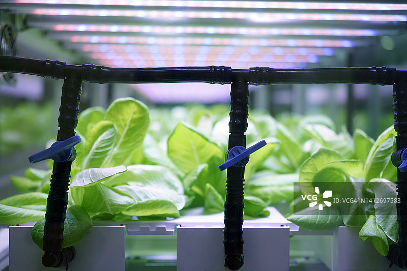 室内植物栽培图片素材