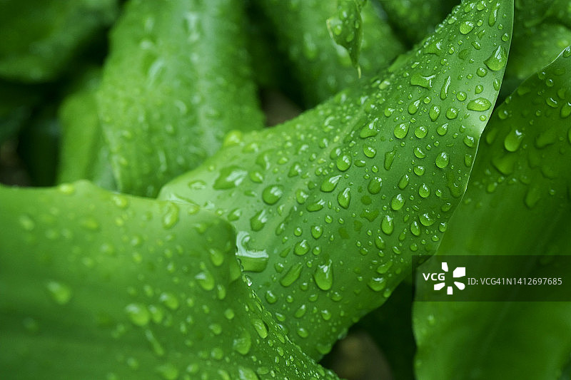 绿叶全景图片素材