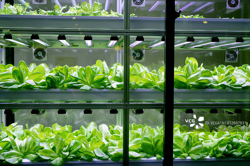 室内植物栽培图片素材