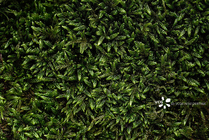 天然绿色苔藓背景顶视图图片素材