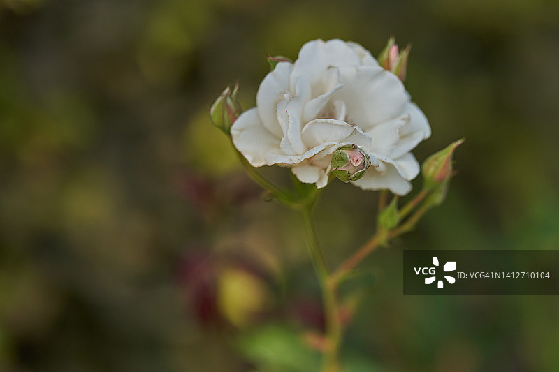 玛利亚·玛蒂尔达玫瑰图片素材