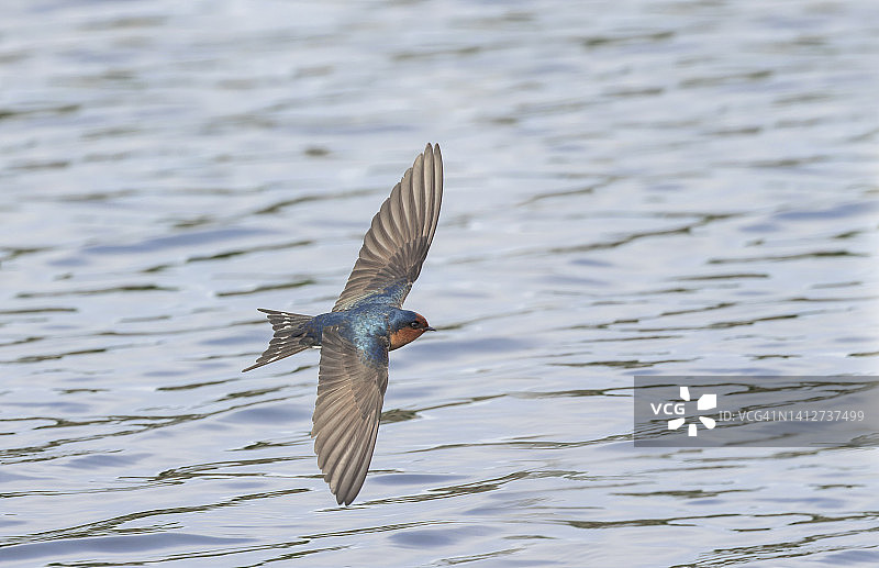 欢迎燕图片素材