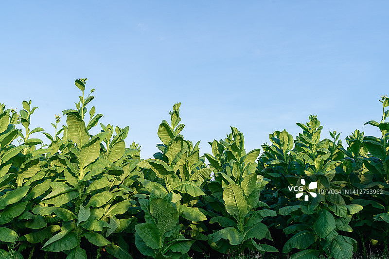 烟草领域图片素材