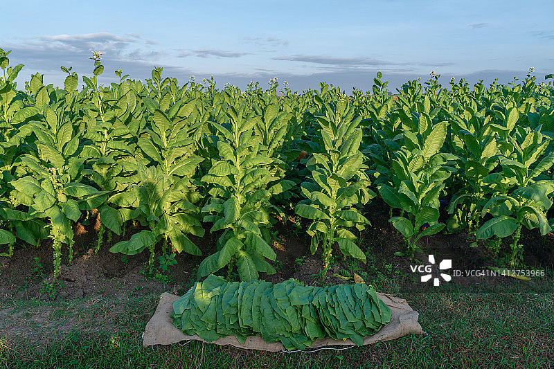 烟草领域图片素材