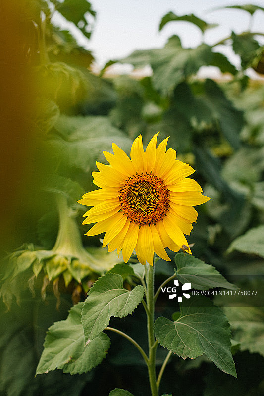 阳光明媚的农田里的向日葵植物，向日葵籽图片素材