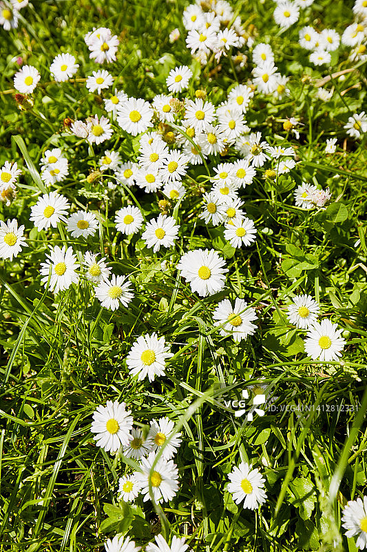 开满雏菊花的草地高角度视图图片素材