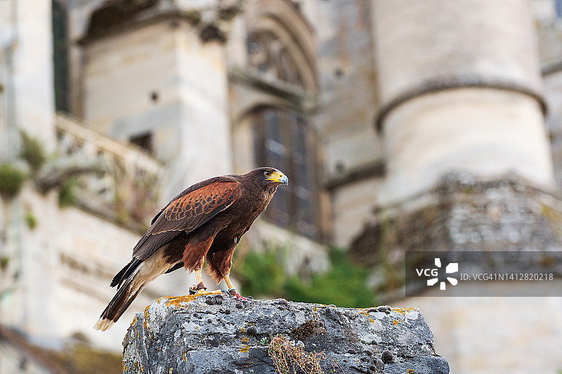 栖息在法国桑利斯大教堂前的哈里斯鹰图片素材
