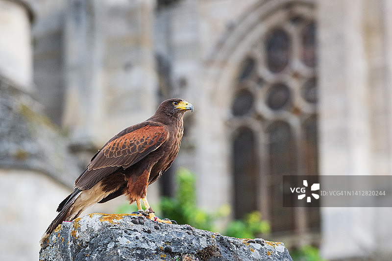 栖息在法国桑利斯大教堂前的哈里斯鹰图片素材