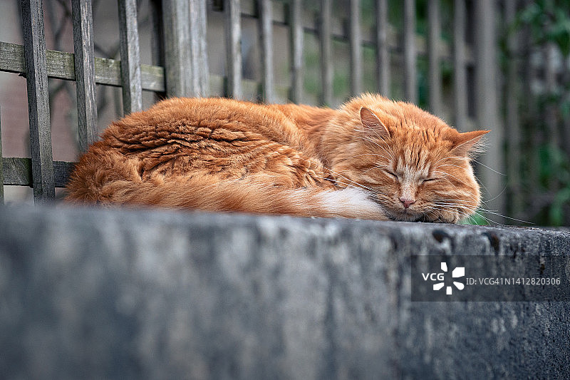 法国桑利斯街头慵懒的橙色波斯猫图片素材