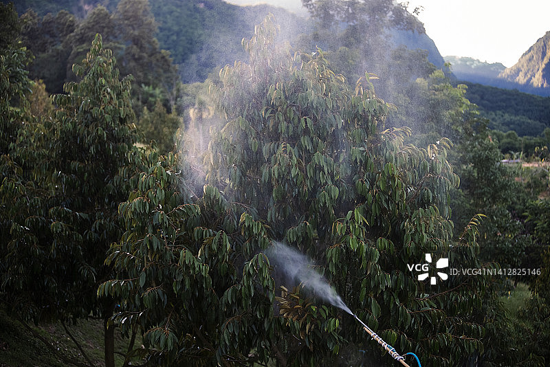 亚洲当地农民在乡村农场和山区背景下喷洒肥料和使用化学品防治榴莲和植物图片素材