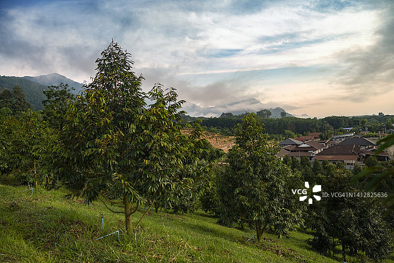 榴莲树干和高山农业农场景观美景图片素材