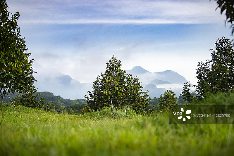 榴莲树干和农业景观图片素材