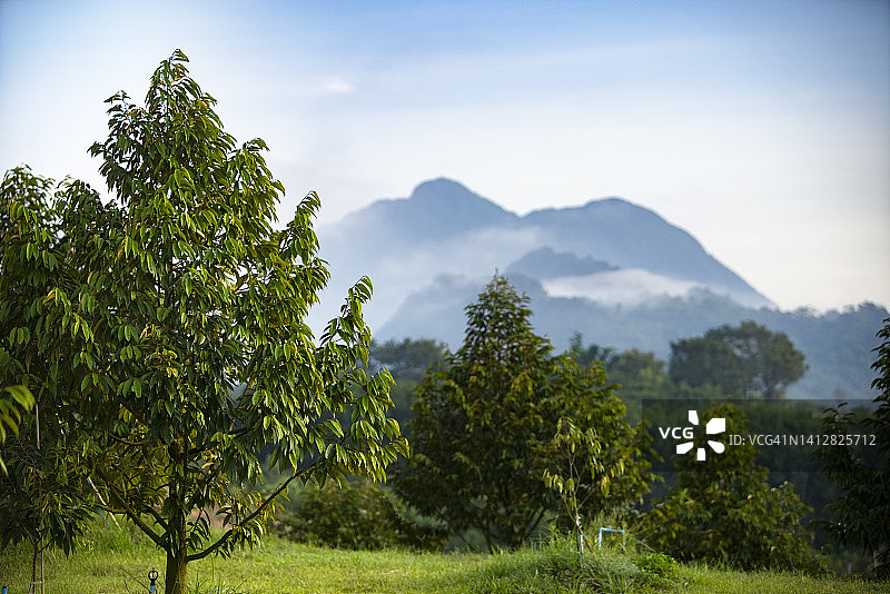 榴莲树干和农业景观图片素材