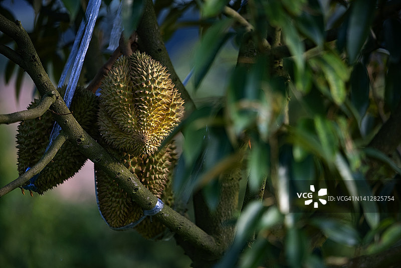 榴莲农业园区的榴莲树干和榴莲果实，东南亚著名水果图片素材