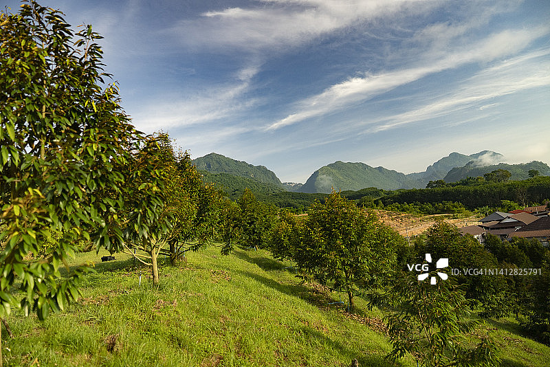 榴莲树干和农业农场景观的广角美丽早晨景观，具有高山背景图片素材