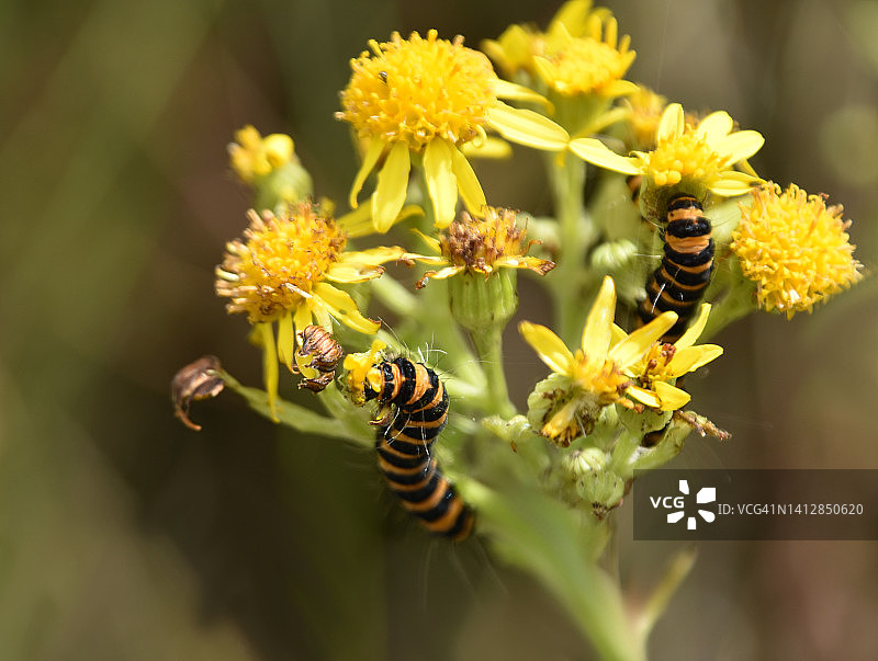 朱砂蛾图片素材