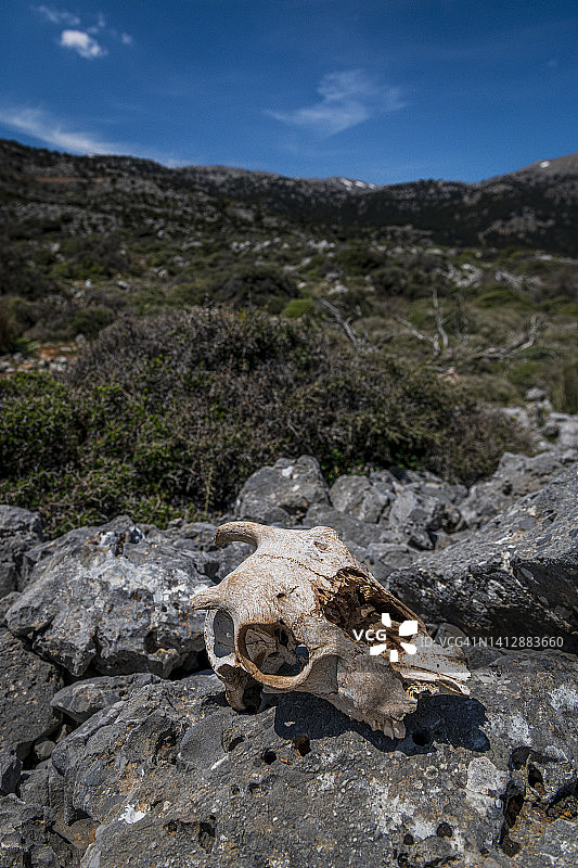 岩石上的山羊头骨图片素材