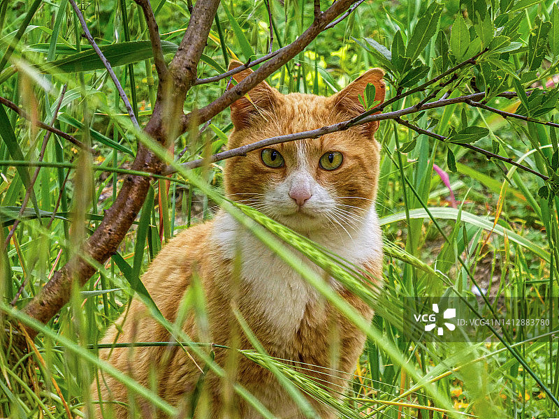 橙色或姜黄色虎斑猫在草丛中窥视图片素材
