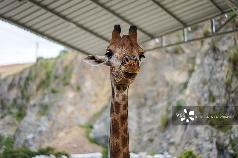 动物园里正在吃树叶的长颈鹿图片素材