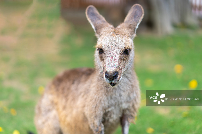 动物园里的袋鼠图片素材