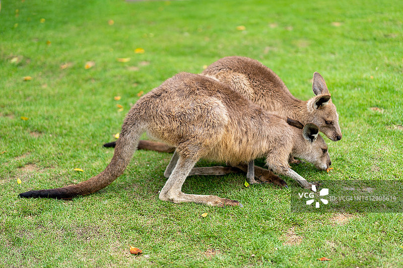 动物园里的袋鼠图片素材