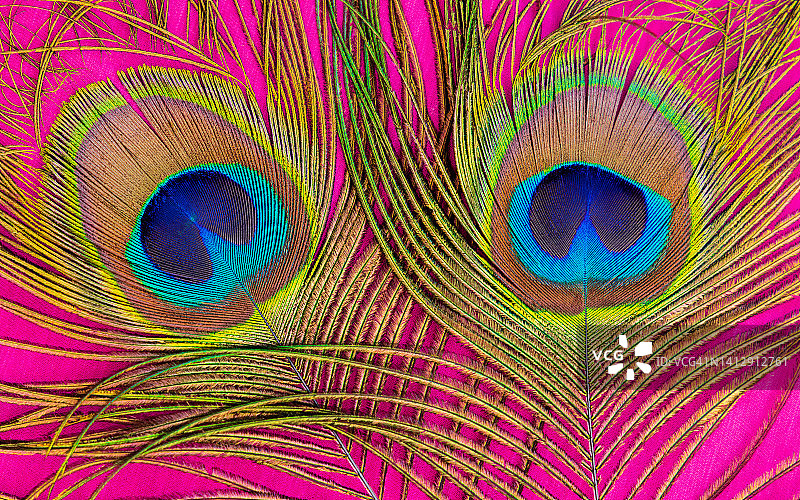 孔雀羽毛图片素材