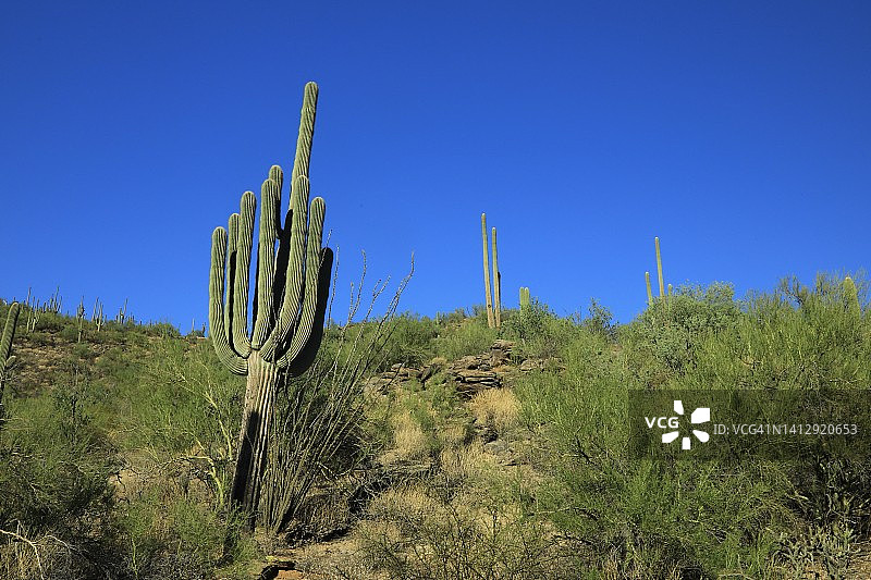美国西南部沙漠图片素材