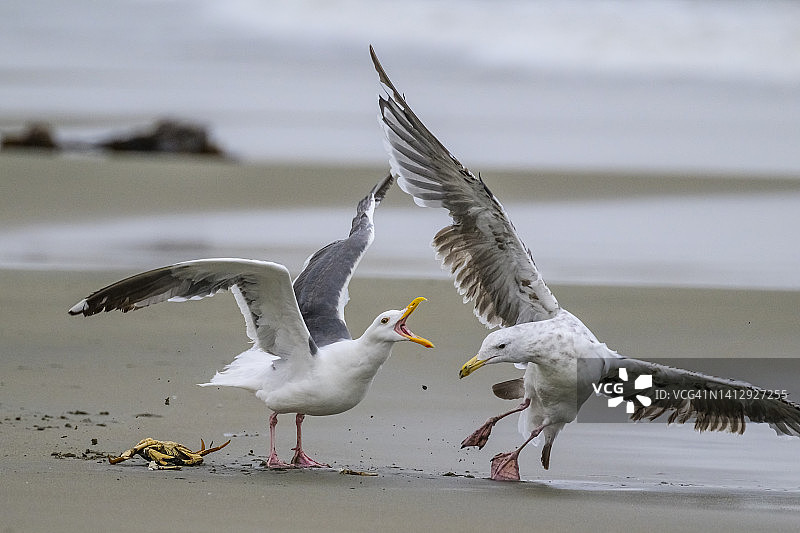 西海鸥(落叶松)图片素材