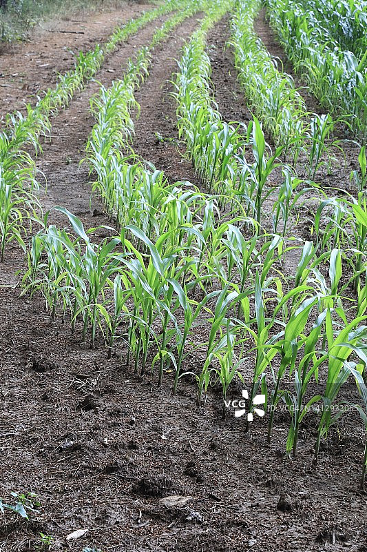 农田玉米地（Zea mays）图片素材