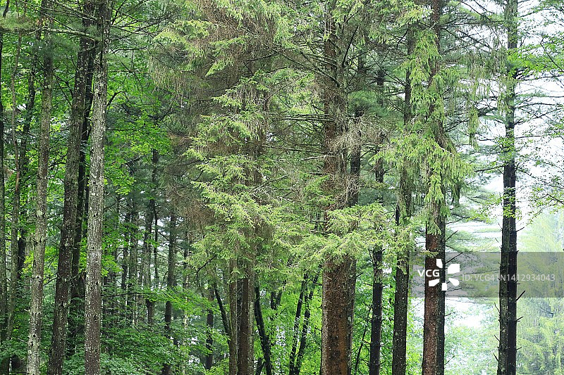森林中的树木覆盖图片素材