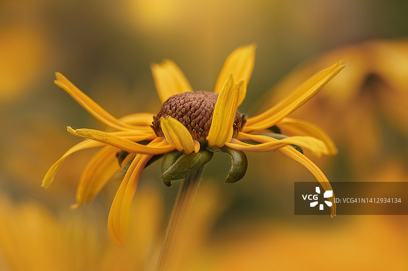 扭曲的花瓣，褐眼或黑眼苏珊的侧视图图片素材