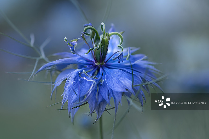 蓝色黑种草结籽阶段细节图片素材