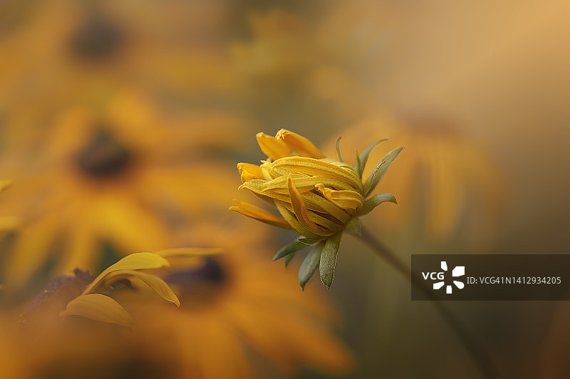 草地上的黑眼苏珊花蕾特写图片素材