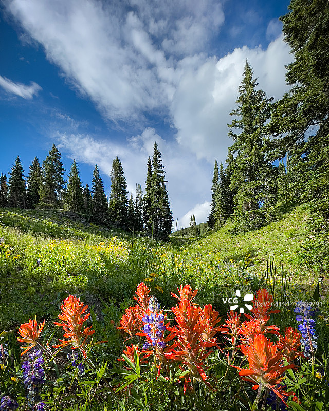 落基山脉的夏日午后图片素材