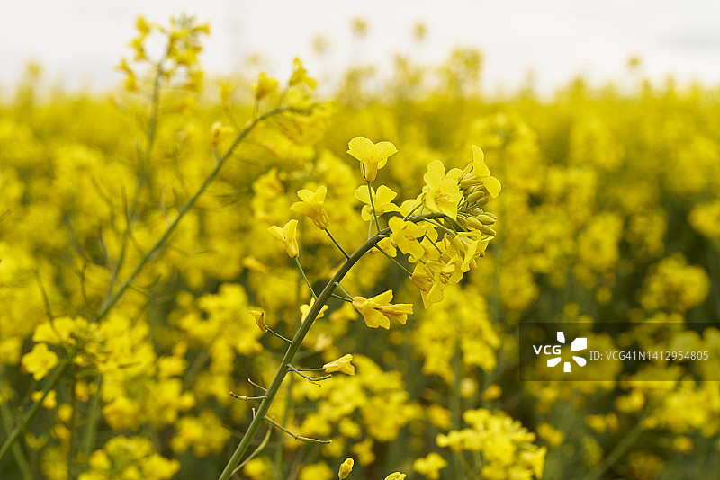 美丽油菜花种植摄影图片素材