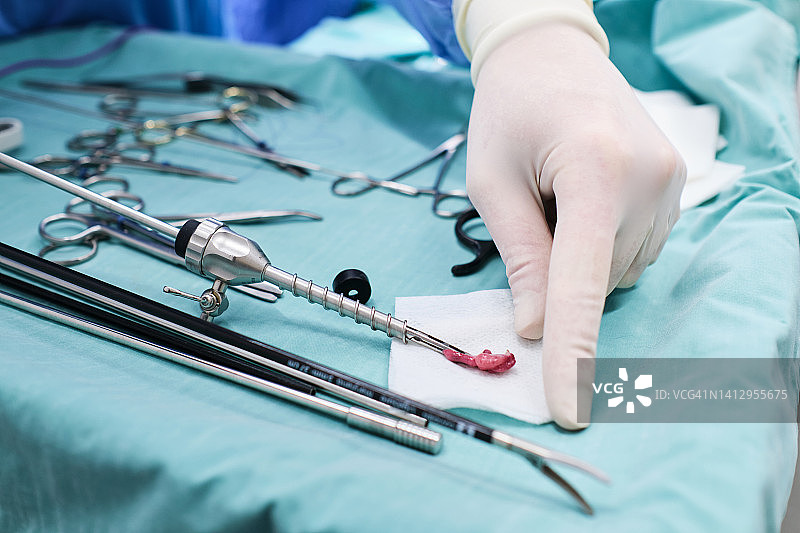 兽医在绝育手术中摘除猫的卵巢图片素材