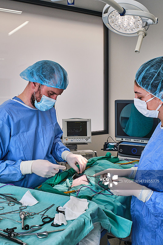 兽医在动物医院为猫咪手术图片素材