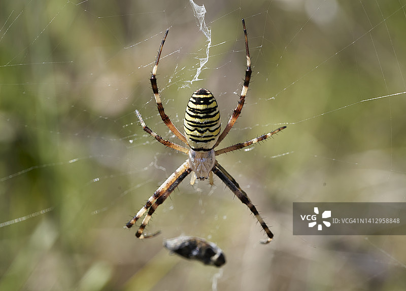 园蛛与猎物图片素材