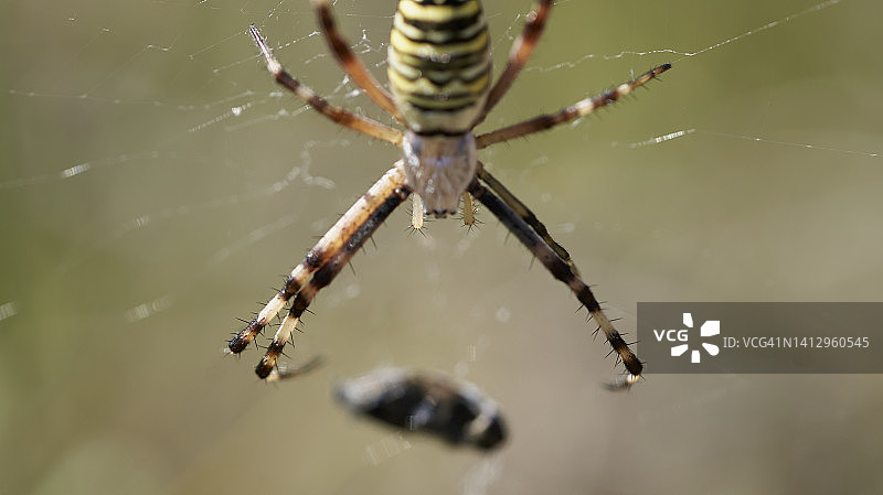 园蛛与猎物图片素材