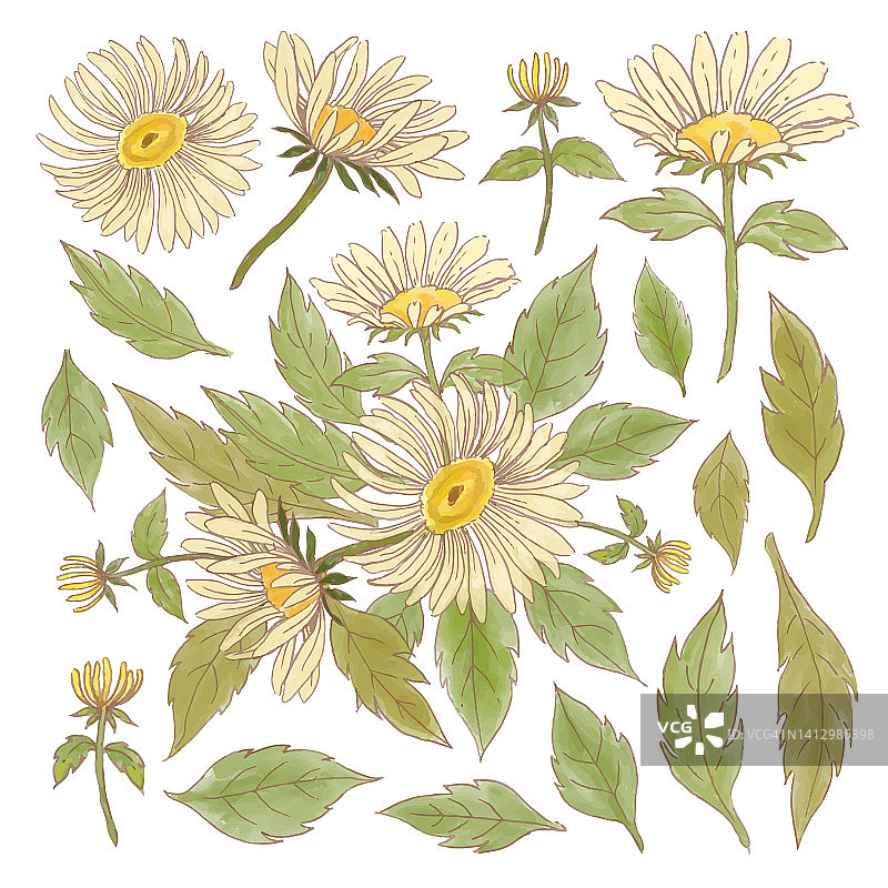 美丽的花束和离开水彩风格图片素材