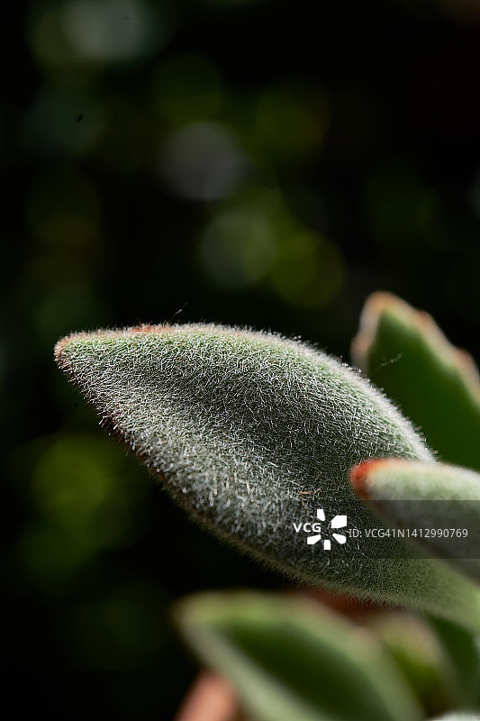 毛茸茸的伽蓝菜叶特写图片素材